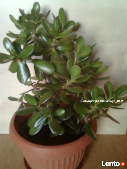 Grubosz Twoje Żywe Drzewko Szczęścia + Prezent !