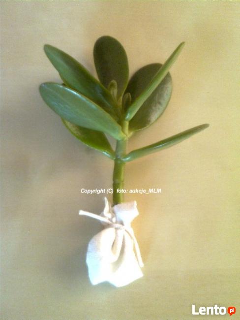 Grubosz Twoje Żywe Drzewko Szczęścia + Prezent !