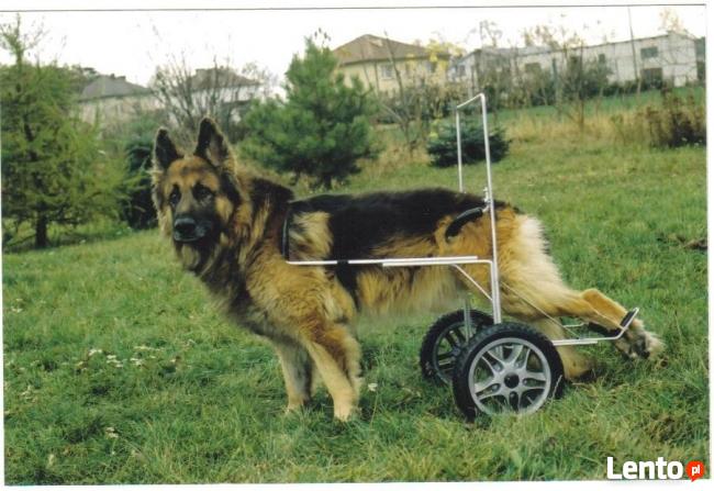 wózek dla psa