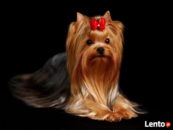 Salon Pielęgnacji psów i kotów HauMiał