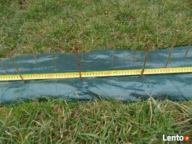 Żywopłot -sztobry -liguster