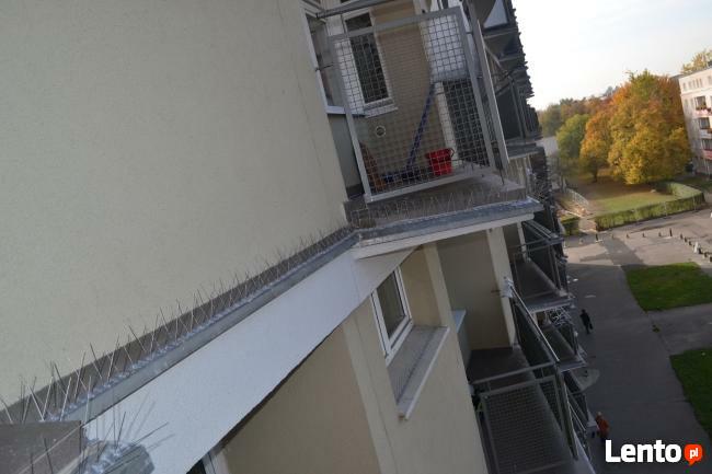 Kolce na ptaki, kolce przeciw gołębiom