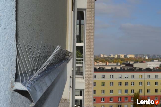 Kolce na ptaki, kolce przeciw gołębiom