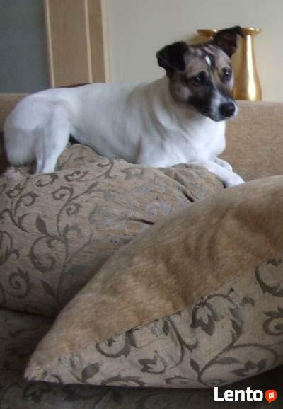 zaginol pies gmina KRASNE