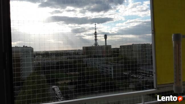 Siatka dla kota Poznań