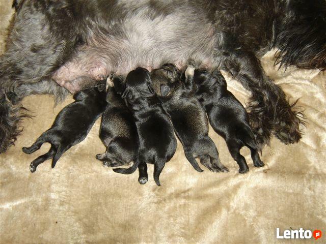 sznaucer miniaturowy, sznaucer miniatura - szczenięta