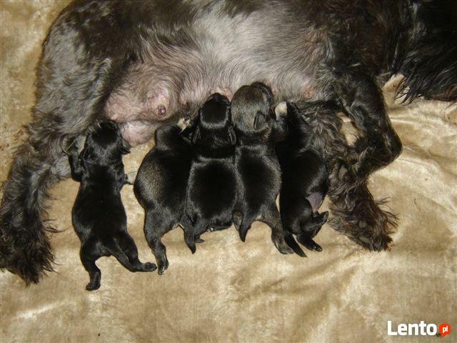 sznaucer miniaturowy, sznaucer miniatura - szczenięta