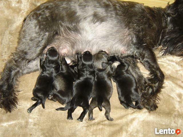 sznaucer miniaturowy, sznaucer miniatura - szczenięta