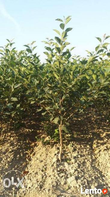 DRZEWKA Owocowe-SADZONKI-PRODUCENT