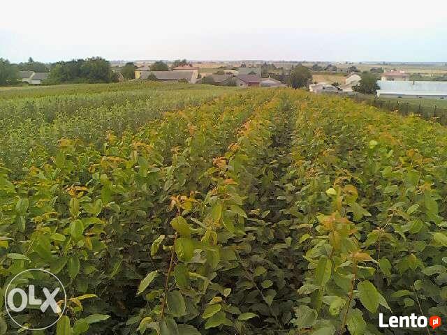 DRZEWKA Owocowe-SADZONKI-PRODUCENT