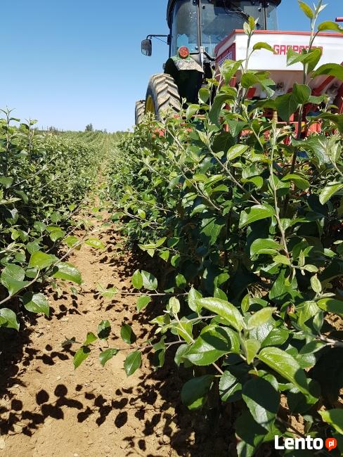 DRZEWKA Owocowe-SADZONKI-PRODUCENT