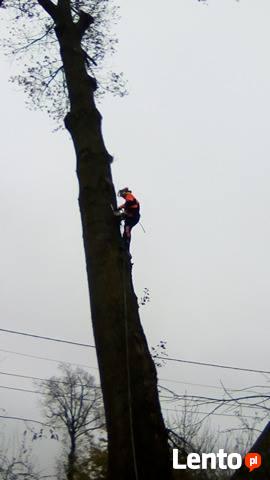 Wycinka Drzew Forest