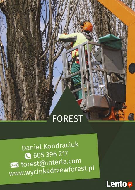 Wycinka Drzew Forest