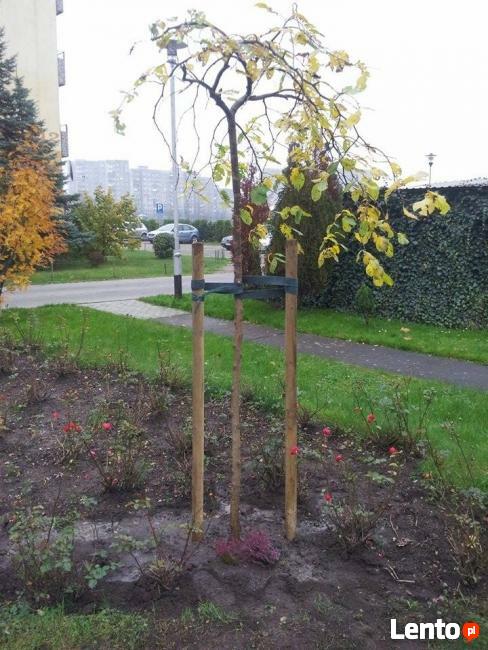 Wycinka Drzew Forest