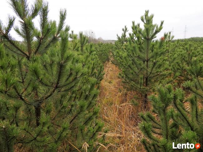 choinki sosna czarna , świerki i jodły cięte lub do nasadzeń