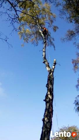 Wycinka Drzew Forest