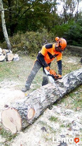 Wycinka Drzew Forest