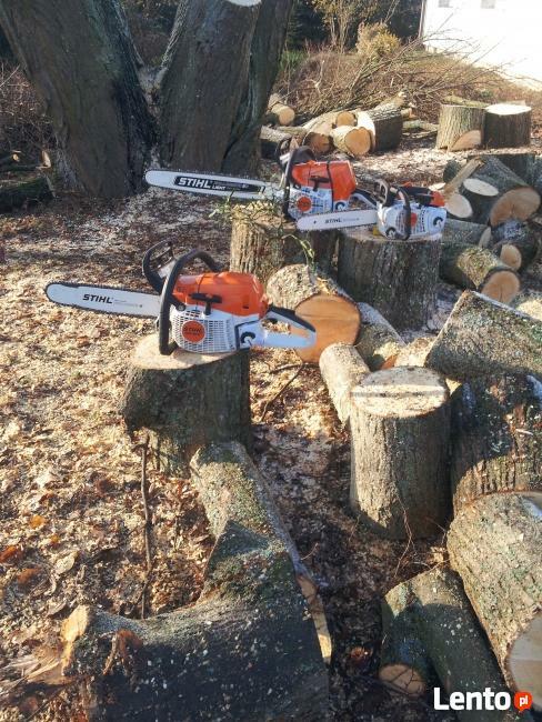 Wycinka Drzew Forest