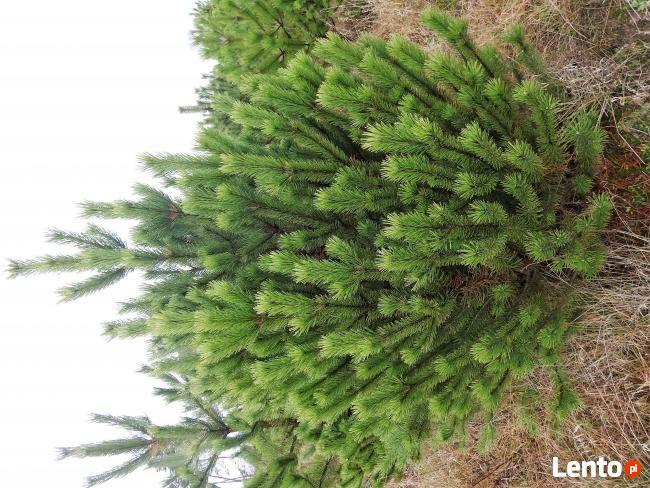 choinki sosna czarna , świerki i jodły cięte lub do nasadzeń