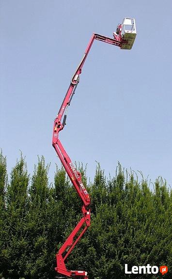 Wycinka Drzew Forest