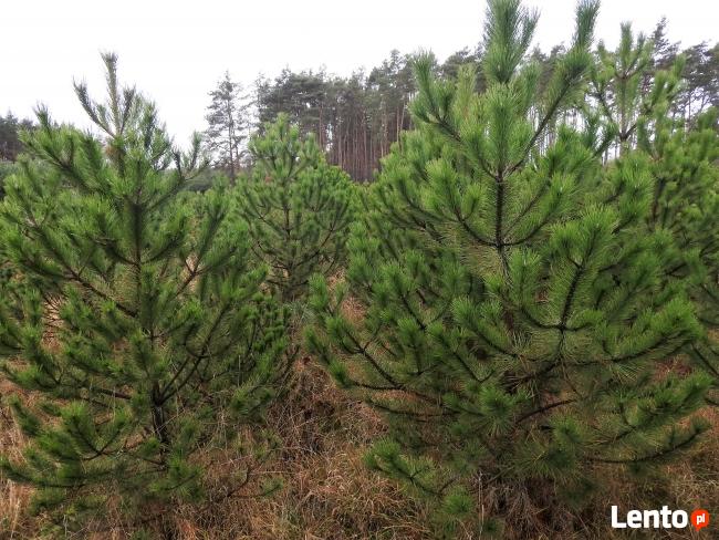 choinki sosna czarna , świerki i jodły cięte lub do nasadzeń