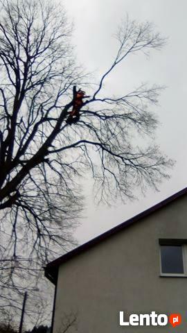 Wycinka Drzew Forest