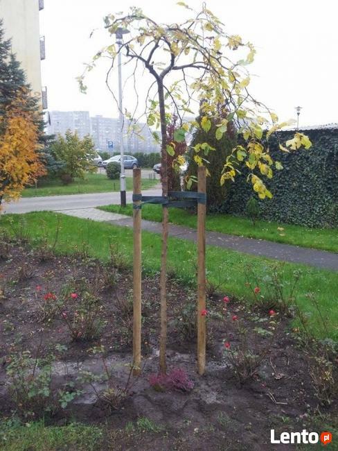 Wycinka Drzew Forest