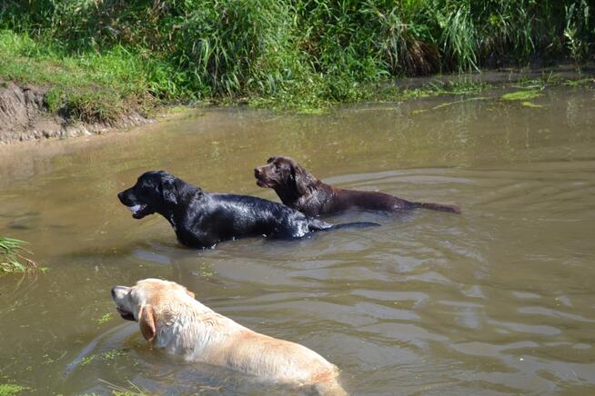 Reproduktor labrador retriever FCI po Championie
