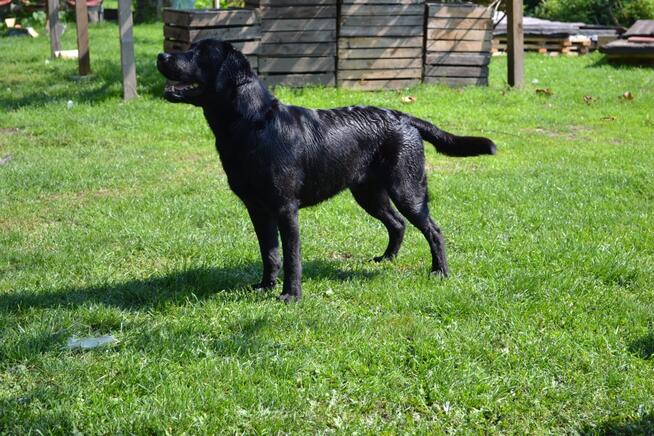 Reproduktor labrador retriever FCI po Championie