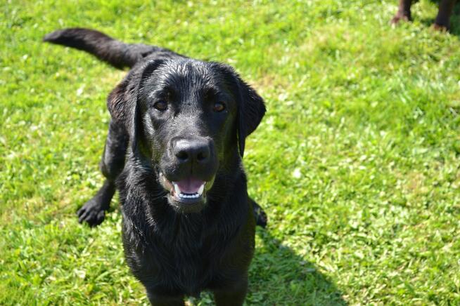 Reproduktor labrador retriever FCI po Championie