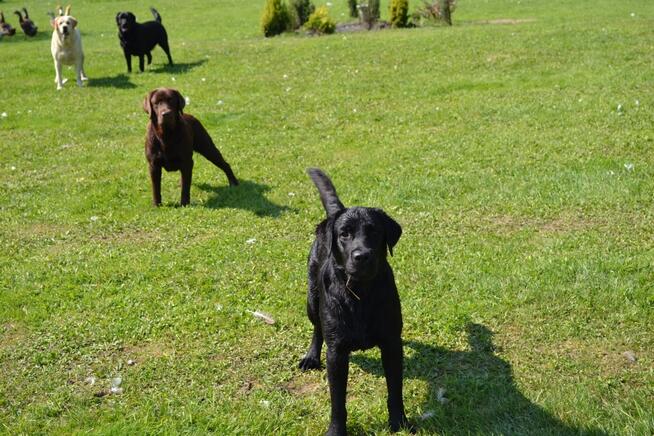 Reproduktor labrador retriever FCI po Championie