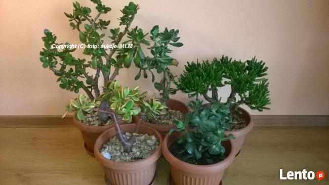 Pakiet sadzonek 5 odmian Grubosza + Prezent