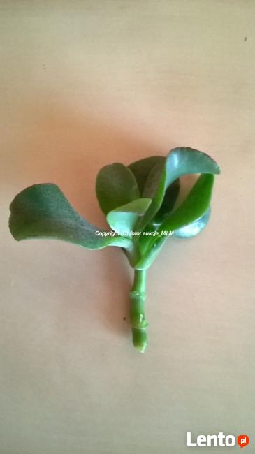 Pakiet sadzonek 5 odmian Grubosza + Prezent