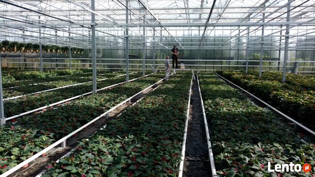 Nawadnianie, Odwodnienia, Trawniki, Drenaże, OGRÓD