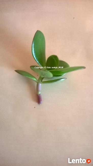 Pakiet sadzonek 5 odmian Grubosza + Prezent