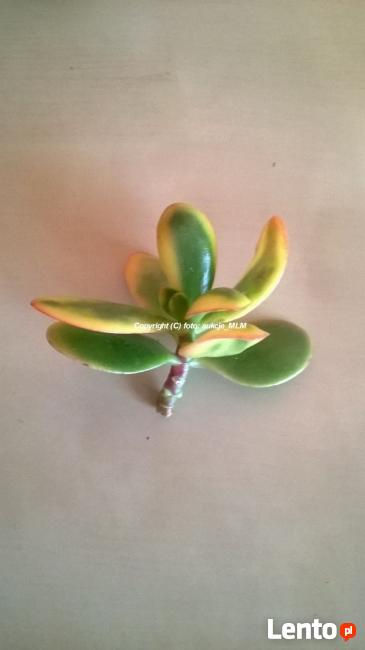 Pakiet sadzonek 5 odmian Grubosza + Prezent