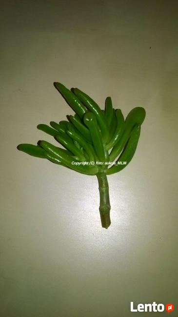 Pakiet sadzonek 5 odmian Grubosza + Prezent