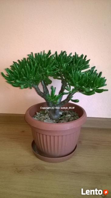 Pakiet sadzonek 5 odmian Grubosza + Prezent