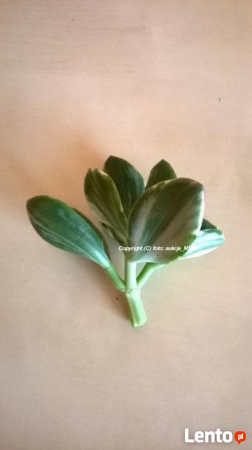 Pakiet sadzonek 5 odmian Grubosza + Prezent