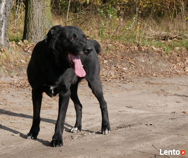 Pako w typie rasy Labrador czeka w schronisku na dom