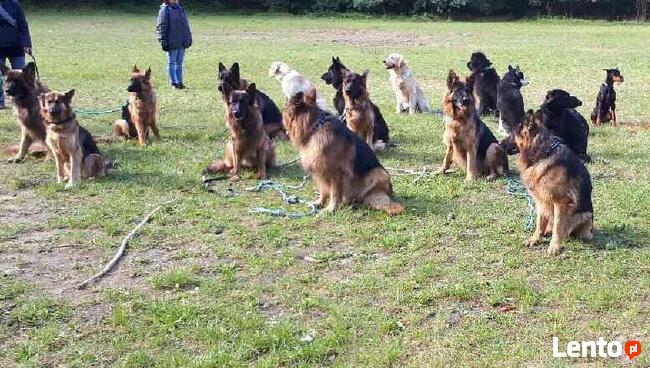Szkolenie psów Kielce