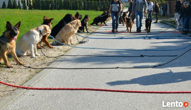 Szkolenie psów Kielce