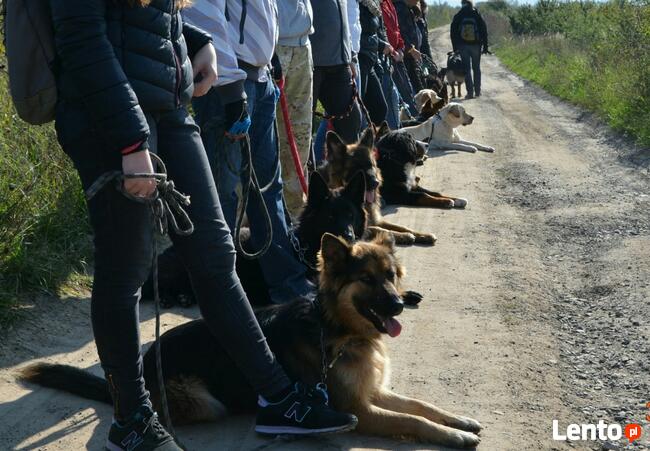 Szkolenie psów Kielce