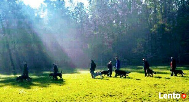 Szkolenie psów Kielce