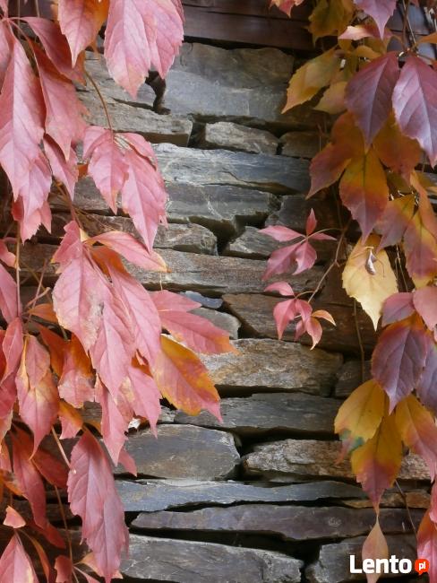 Kamień murowy płytowy, kamień na mur - łupek szarogłazowy