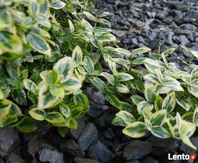 Kora kamienna- łupek szarogłazowy - 1 tona