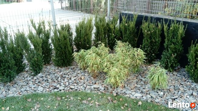 Kora kamienna- łupek szarogłazowy - 1 tona