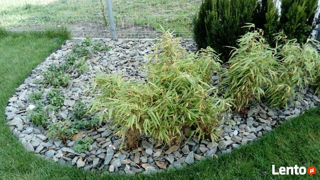 Kora kamienna- łupek szarogłazowy - 1 tona