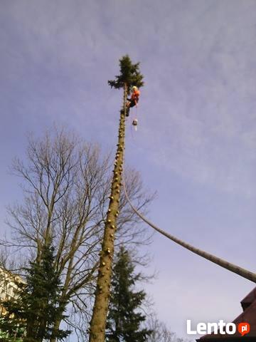 Wycinka Drzew FOREST