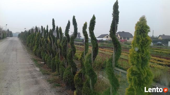 Tuje Shmaragd ,Krzewy Ozdobne